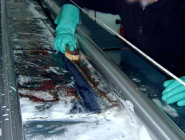 Fasi lavaggio tappeti pulizia Roma